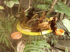 Neotropical Butterfly Park Suriname Neotropical butterfly park suriname