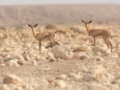 Ontdek Oman’s wilde schatten Ontdek Oman's wilde schatten